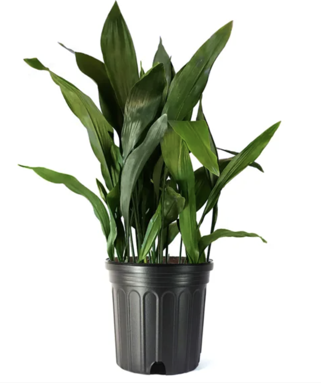 Potted cast iron plant