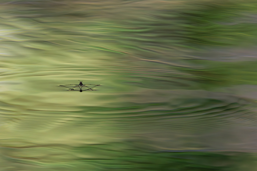 A water strider skims across rippled, green-tinted water, creating gentle reflections in a serene, abstract setting