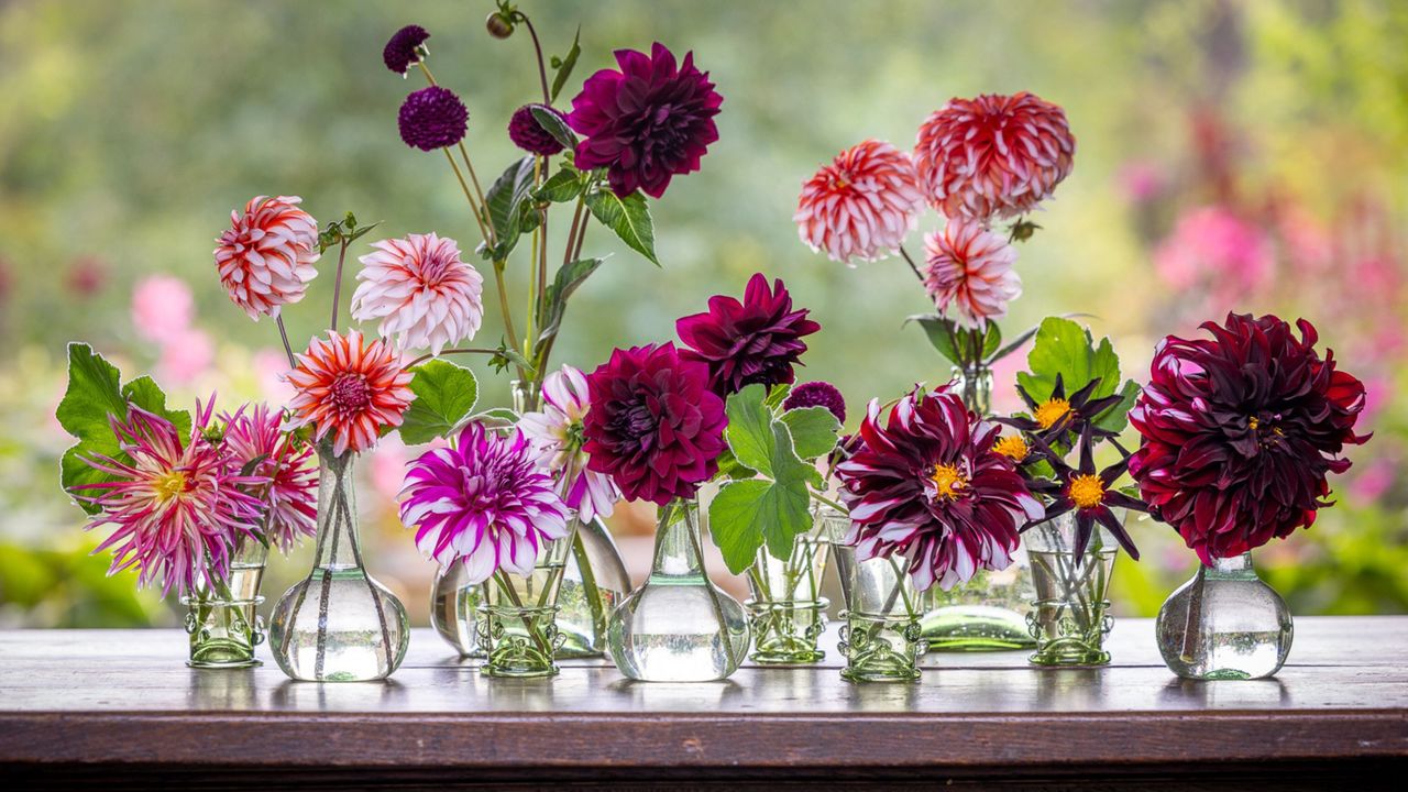 Dahlia arrangement of pink and purple dahlias in glass vases by Willow Crossley for Sarah Raven&#039;s dahlia Collective