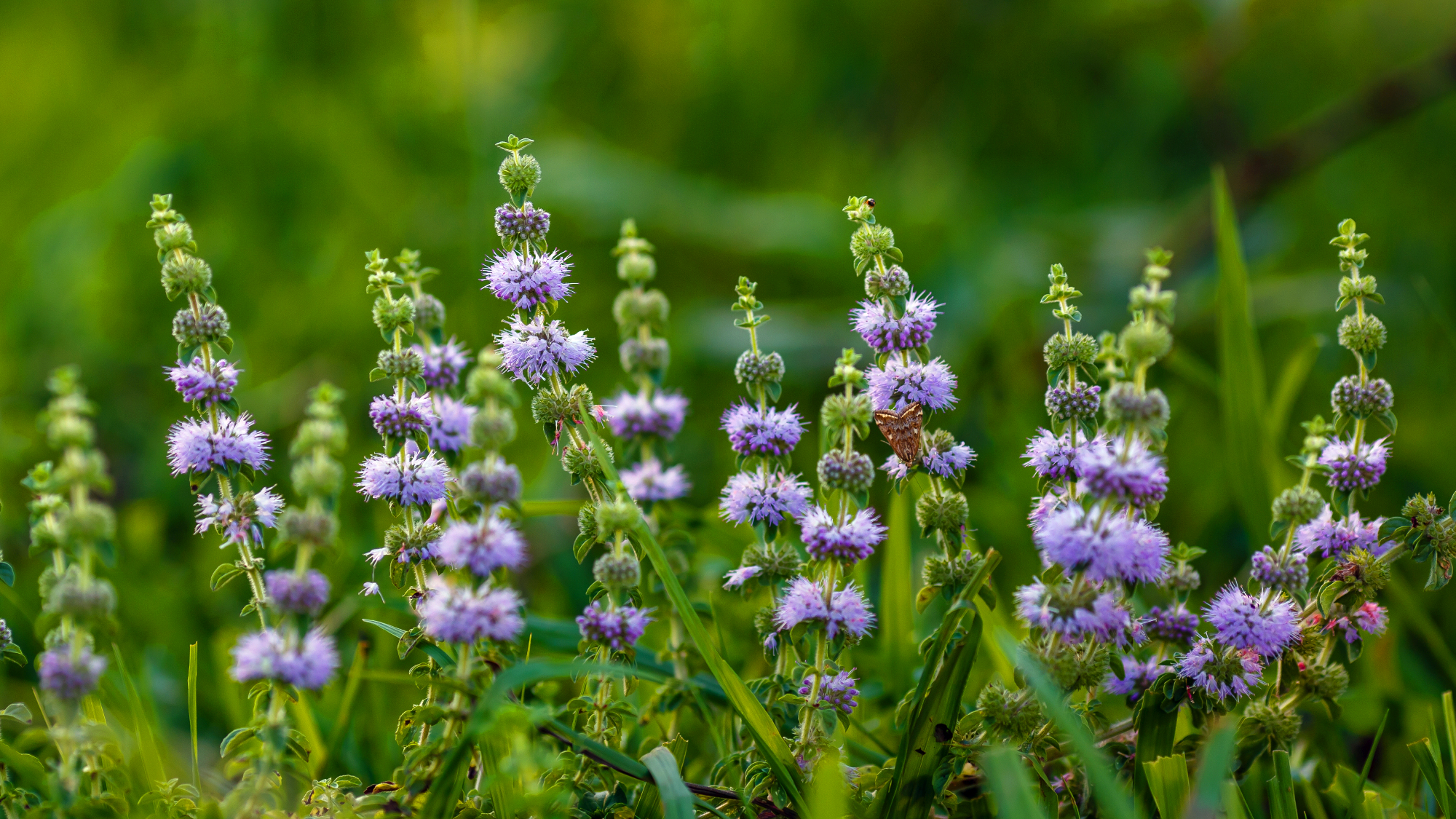 European pennyroyal Menta pulegium growing in a garden as ant pest control