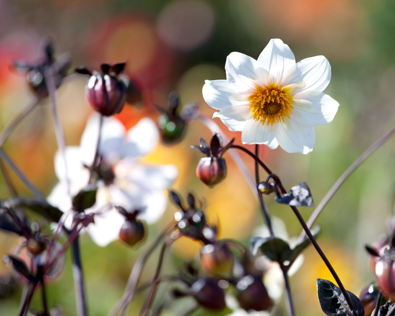 How to deadhead dahlias for a healthy, longterm show