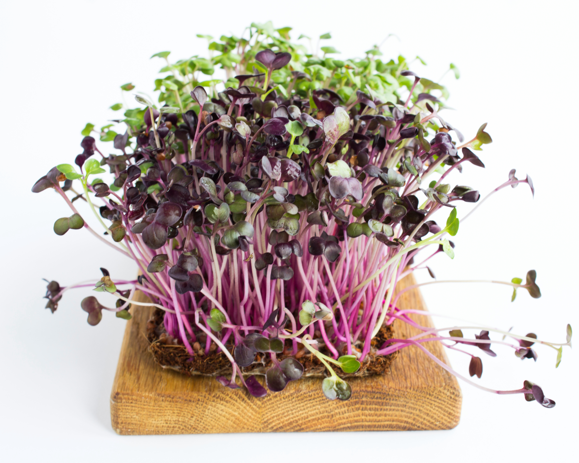 grow radish microgreens