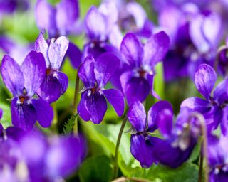 How-to-identify-wildflowers-Sweet-Violet