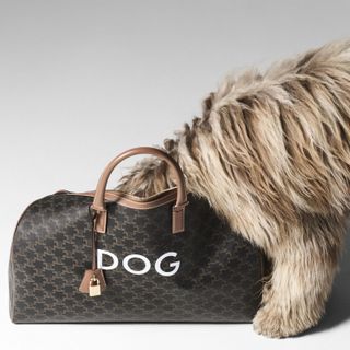 Fluffy dog peeking into a leather bag saying 'DOG' at the front