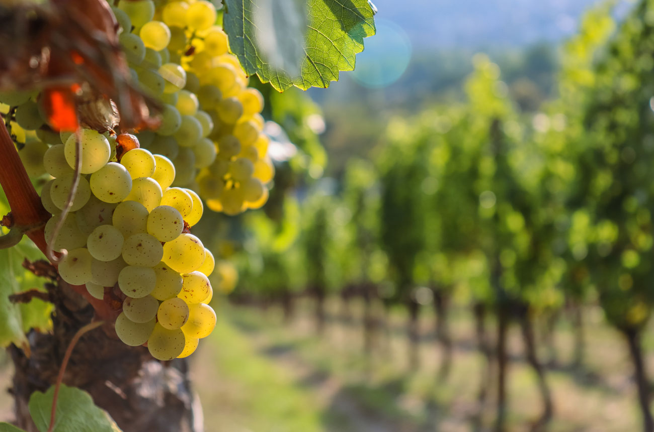 White grapes on vine in Germany