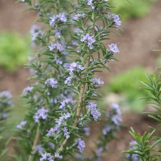 Rosemary 'Miss Jessops' best anti-allergy plant