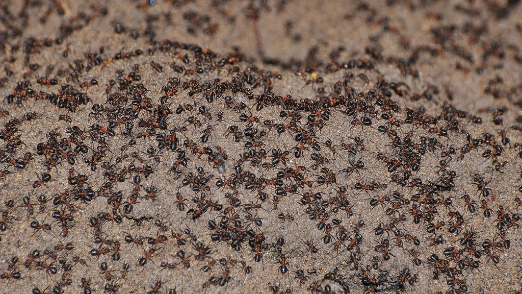 Thousands of Ants Trapped in Polish Nuclear Bunker Turn to Cannibalism to Survive