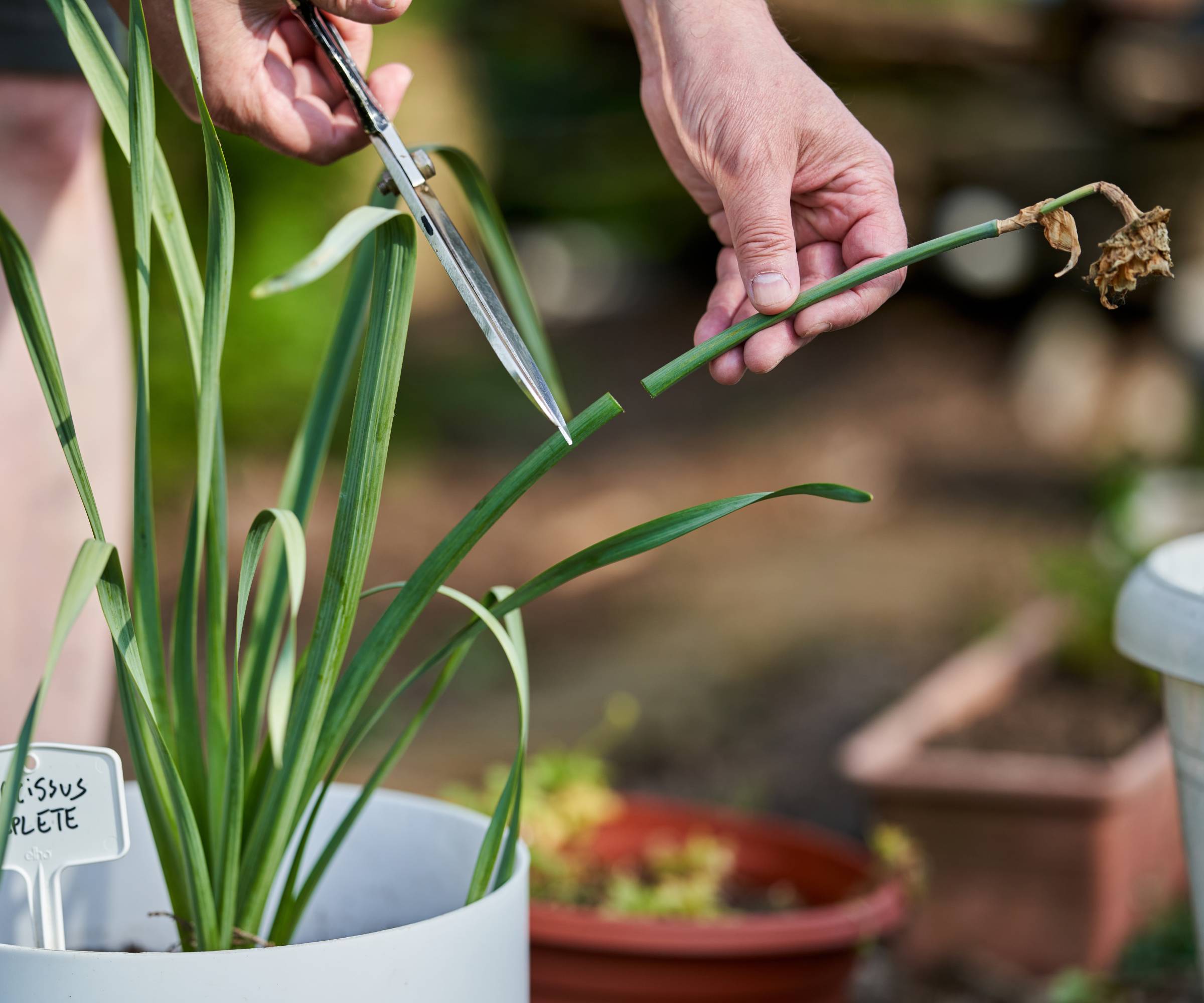 Hands using a pair of shears to deadhead a potted daffodil