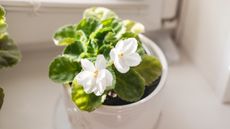 White African violet