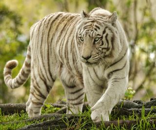white Bengal tiger