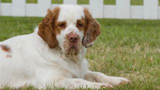 Clumber spaniel lying down