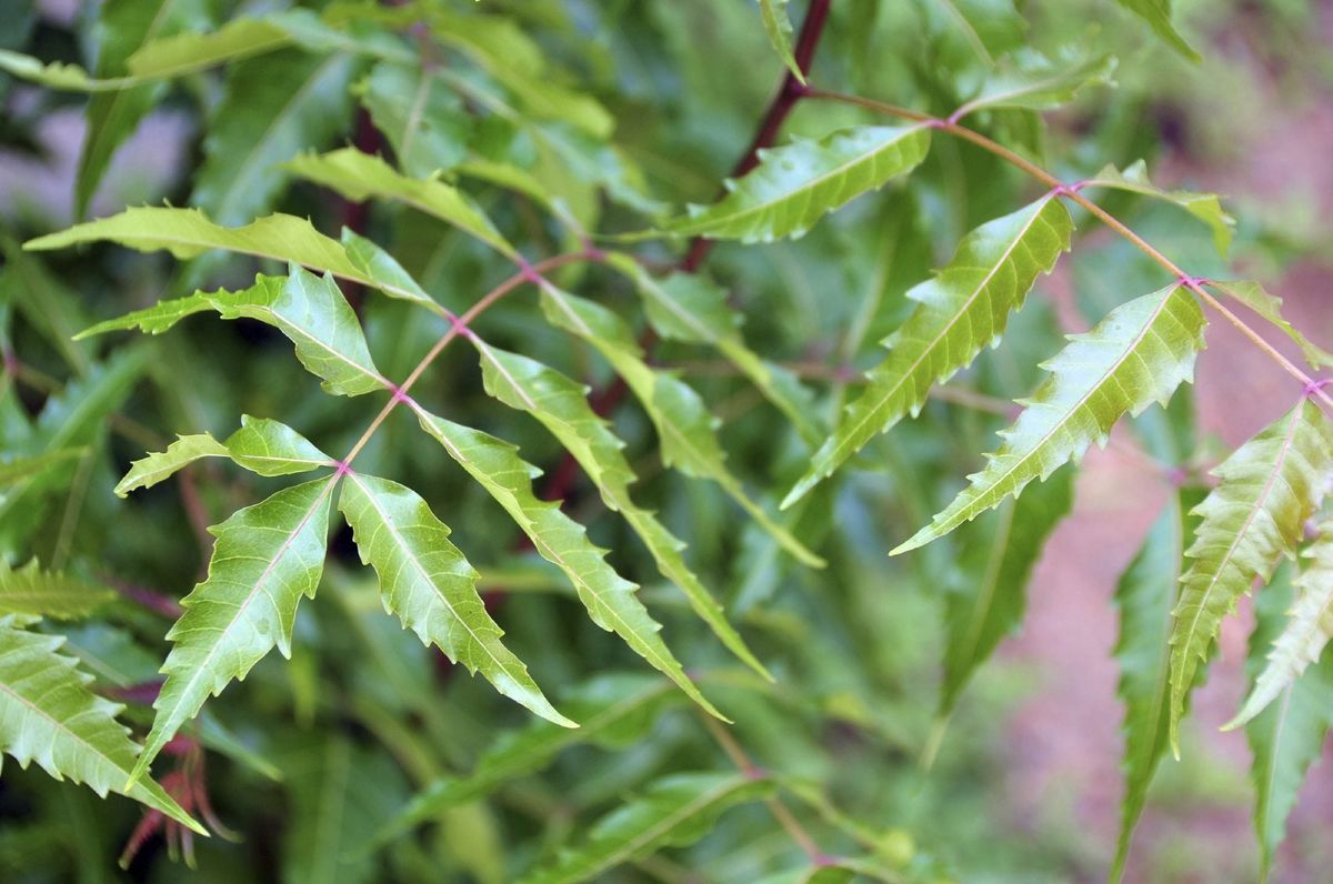 Neem Tree Growth And Care - Learn About Neem Tree Benefits And