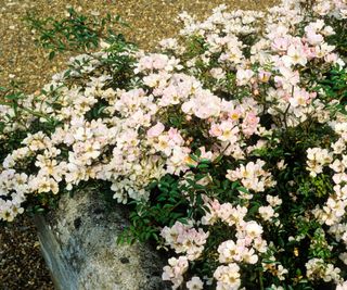 Ground cover rose with pink blooms