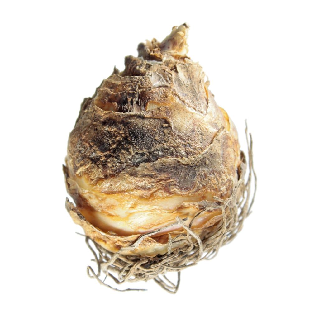 Overwintering Pineapple Lily Plants How To Care For Pineapple Lily