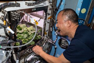 radishes space station
