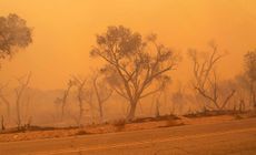Charred trees are seen along Pallet Creek Road during the Bobcat Fire in Valyermo, California, September 18, 2020. 