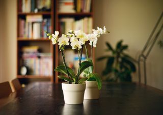 Interior scene,two orchid plants on a wooden table