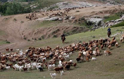 Cattle herders in China's Xinjing provence, part of the country's "new frontier."