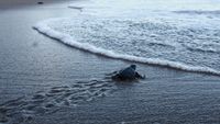 Olive ridley turtle hatchlings (Lepidochelys olivacea) swim out to the open sea upon their release at the Bajulmati Sea Turtle Conservation Area (BSTC) in Bajulmati Beach, Malang, East Java, Indonesia, on July 22, 2026