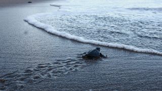 Olive ridley turtle hatchlings (Lepidochelys olivacea) swim out to the open sea upon their release at the Bajulmati Sea Turtle Conservation Area (BSTC) in Bajulmati Beach, Malang, East Java, Indonesia, on July 22, 2026