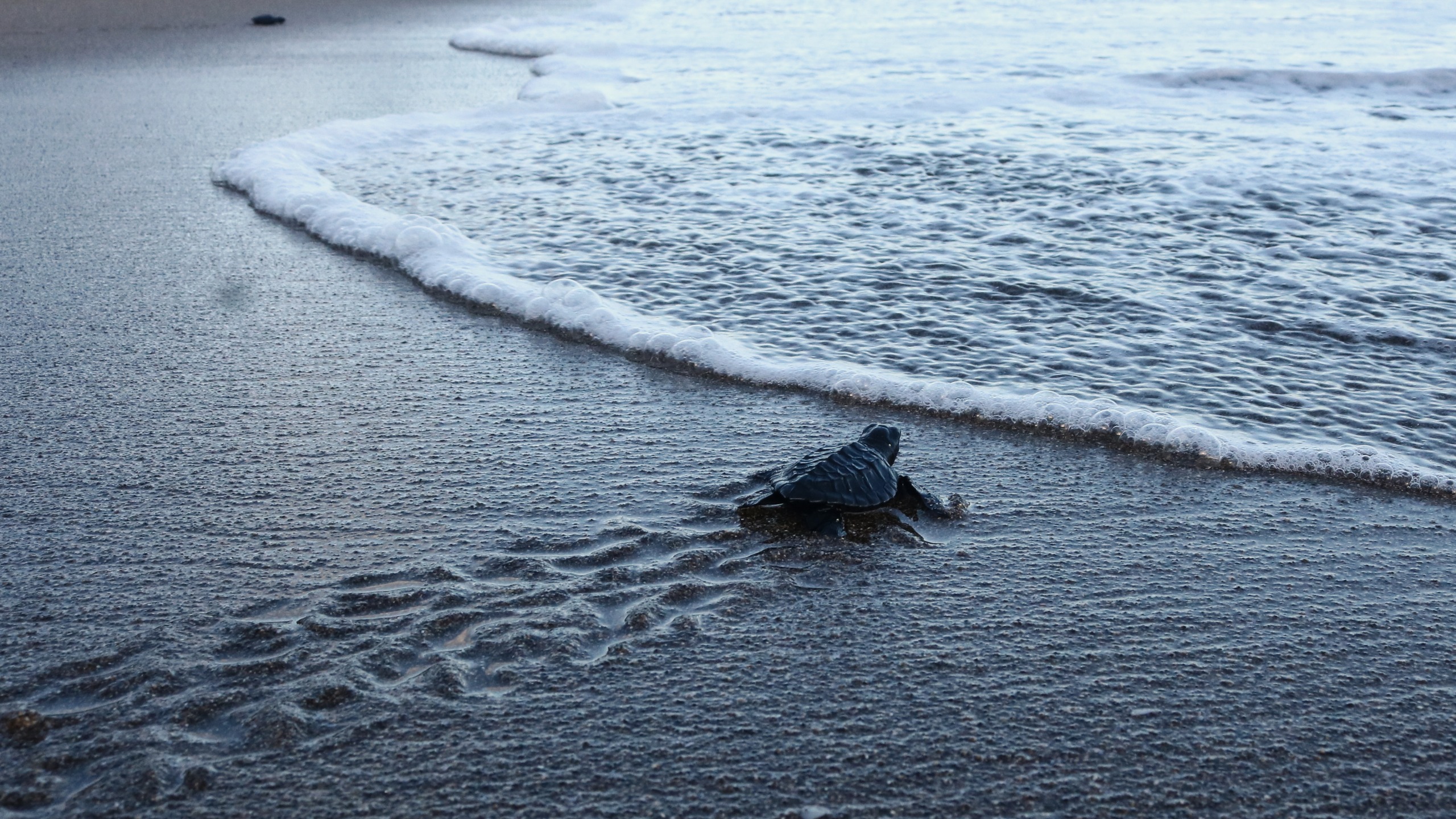 Olive ridley turtle hatchlings (Lepidochelys olivacea) swim out to the open sea upon their release at the Bajulmati Sea Turtle Conservation Area (BSTC) in Bajulmati Beach, Malang, East Java, Indonesia, on July 22, 2026