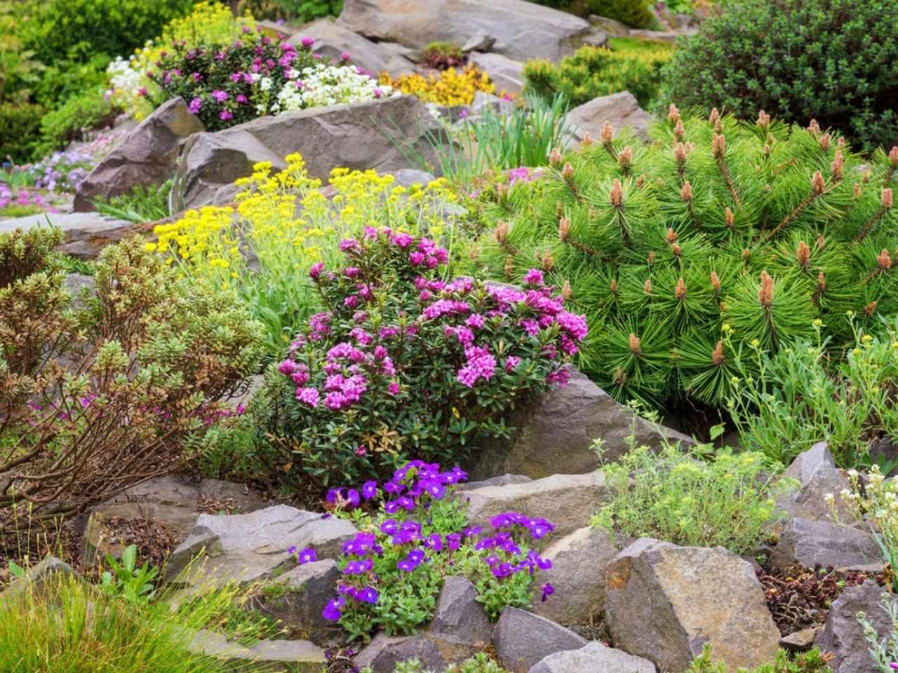 Many low shrubs and flowering bushes growing on a rocky slope