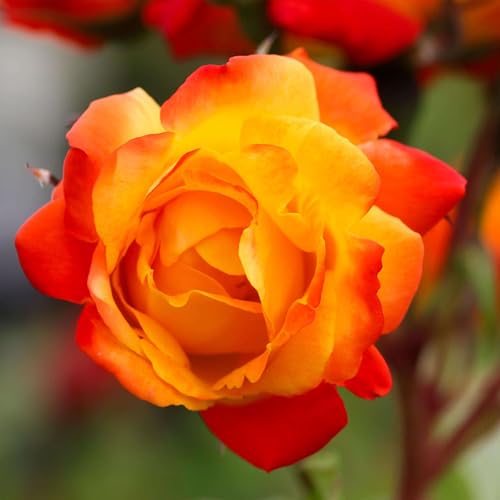 Heirloom Climbing Roses, Live Own Root Plant for Outdoor Garden, Pi&amp;ntilde;ata, Lightly Fragrant, Hardiness Zones 5-10, Continual Blooming