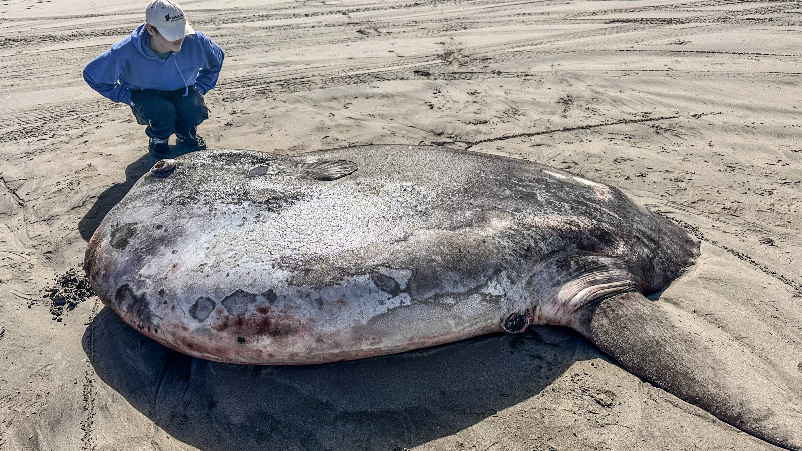 Gigantic sunfish that washed up on Oregon beach could…