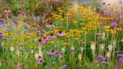 Native coneflowers, rudbeckia and asters in a cutting garden