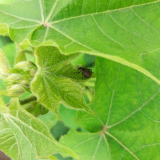 Vine weevil on leaves of plant