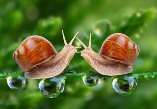 two land snails ready to mate