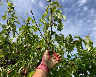 pruning a pear tree to reduce height