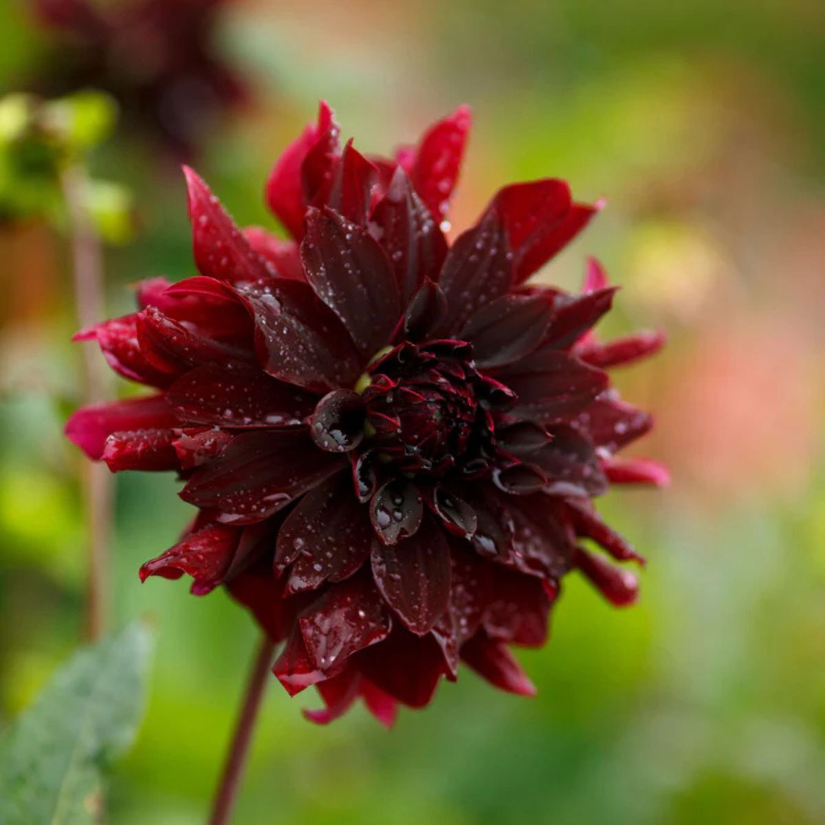 Dahlia Rip City