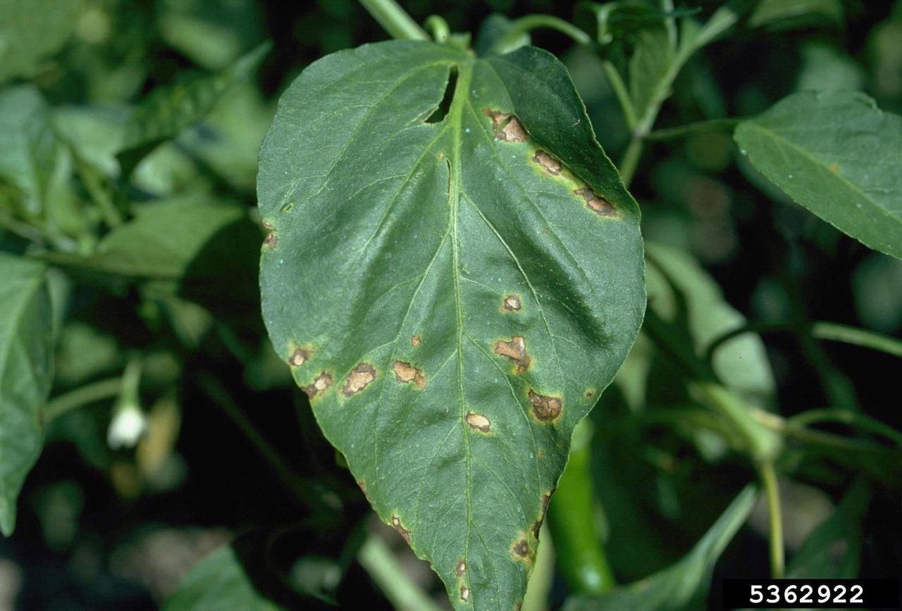 Leaf Spots On Pepper Plant