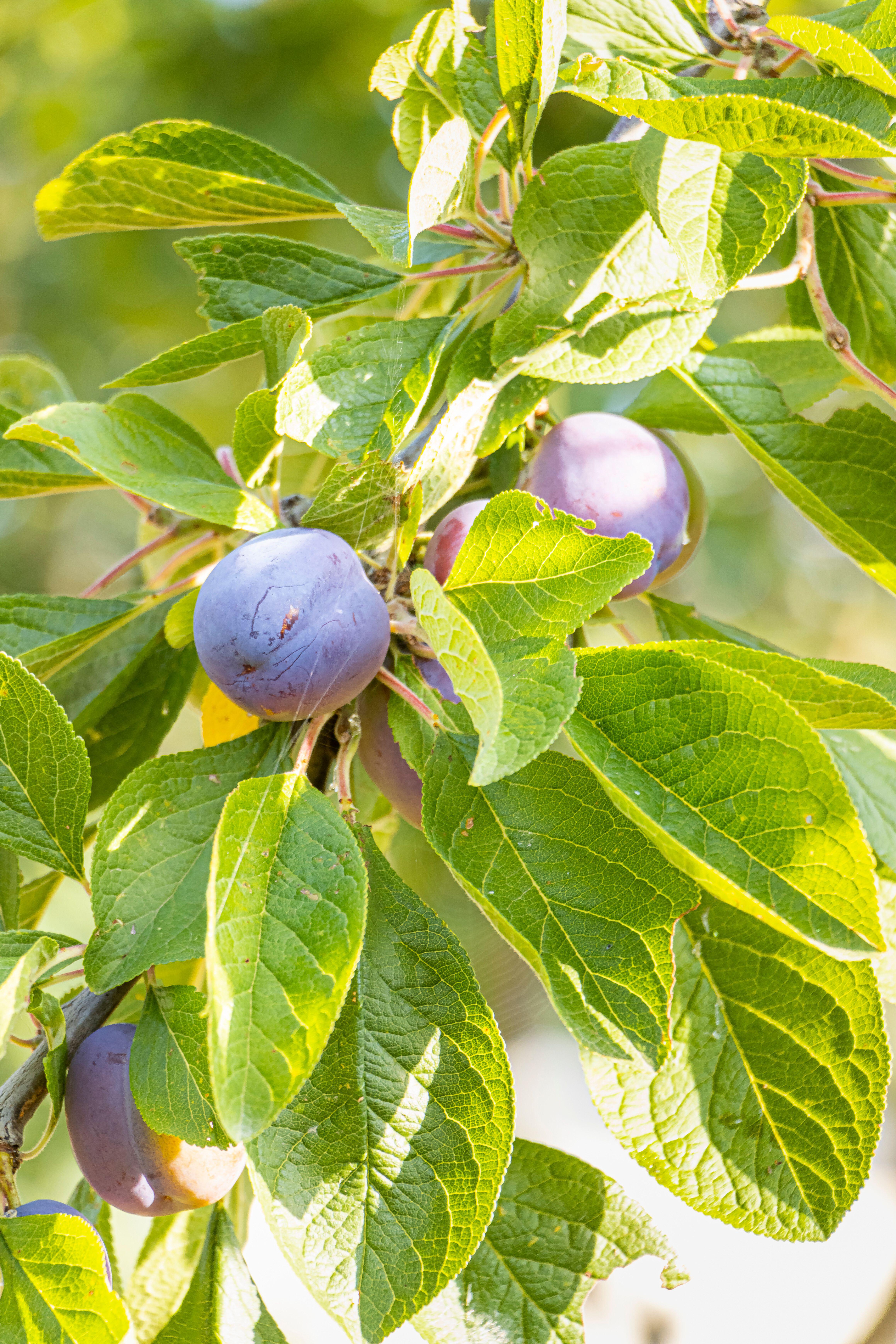 Fruits of plum Quetsche d&amp;rsquo;Alsace