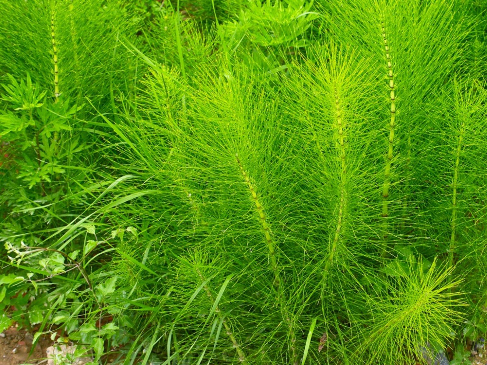 The image showcases a dense patch of vibrant green horsetail plants with segmented cylindrical stems and fine needle-like branches