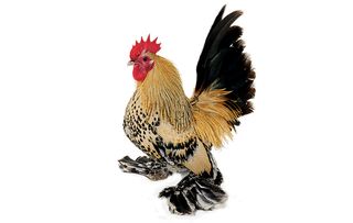 chicken breeds