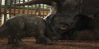 Triceratops in Jurassic World: Fallen Kingdom