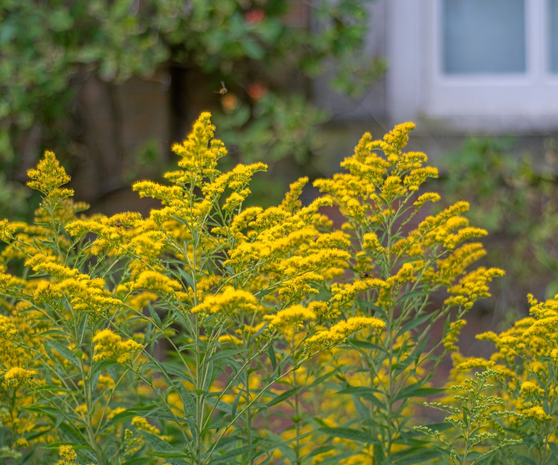 How to grow goldenrod: for a native perennial prairie plant | Homes ...