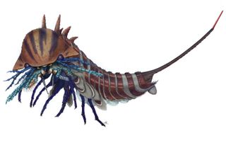 Artistic reconstruction of Habelia optata, a crustacean-like critter with a skinny tail and lots of legs.