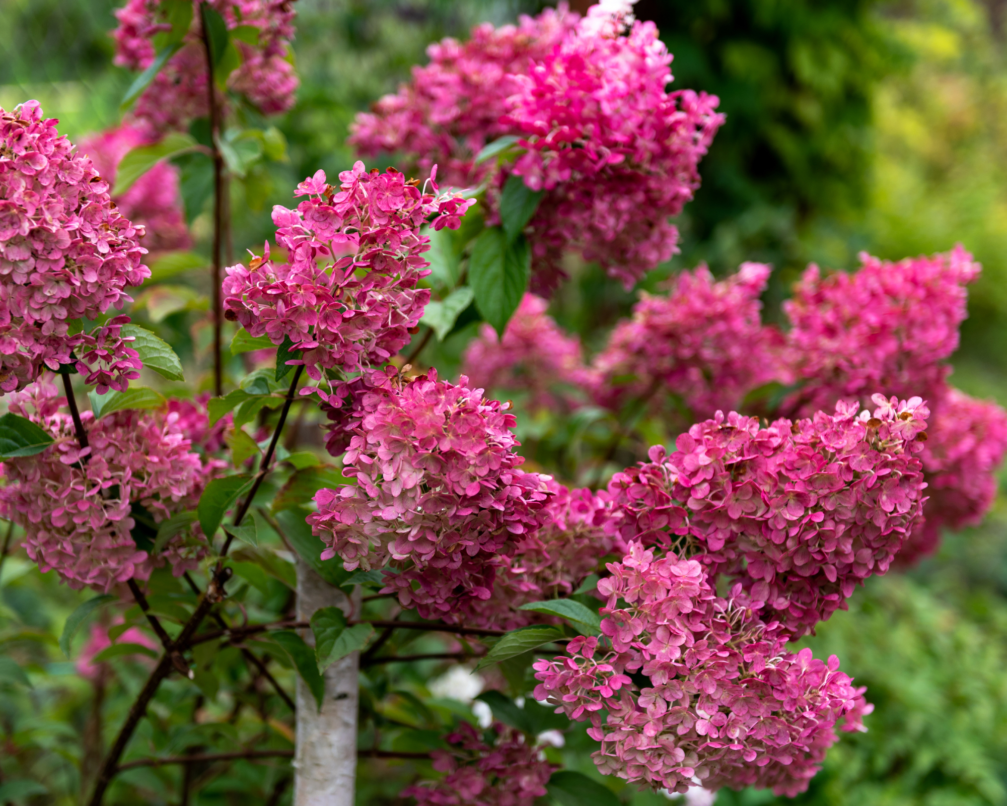 Red fire light panicle hydrangea