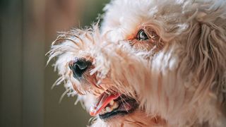 dog displaying teeth