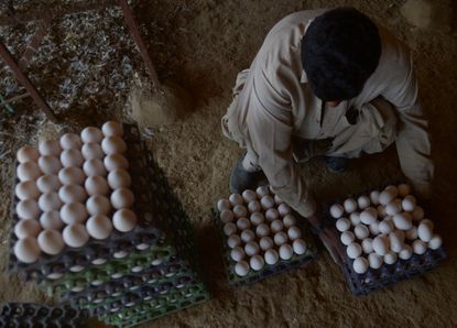 ISIS sells eggs to raise funds for operations. 
