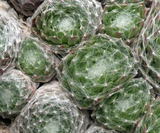 Sempervivum Cobweb, Houseleek