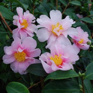 Camellia 'winter's Toughie'