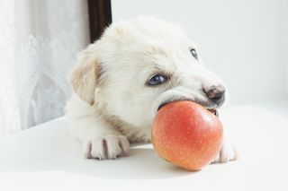 Dogs eat apples