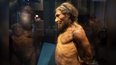 Neanderthal man at the human evolution exhibit at the Natural History Museum on 27th April 2022.
