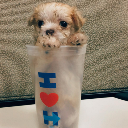 Photo of a dog posted to Hillary Clintons Instagram.
