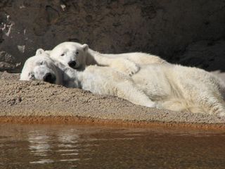 The Denver Zoo's polar bear Cranbeary, shown here lying behind her mate, Lee, might be pregnant.
