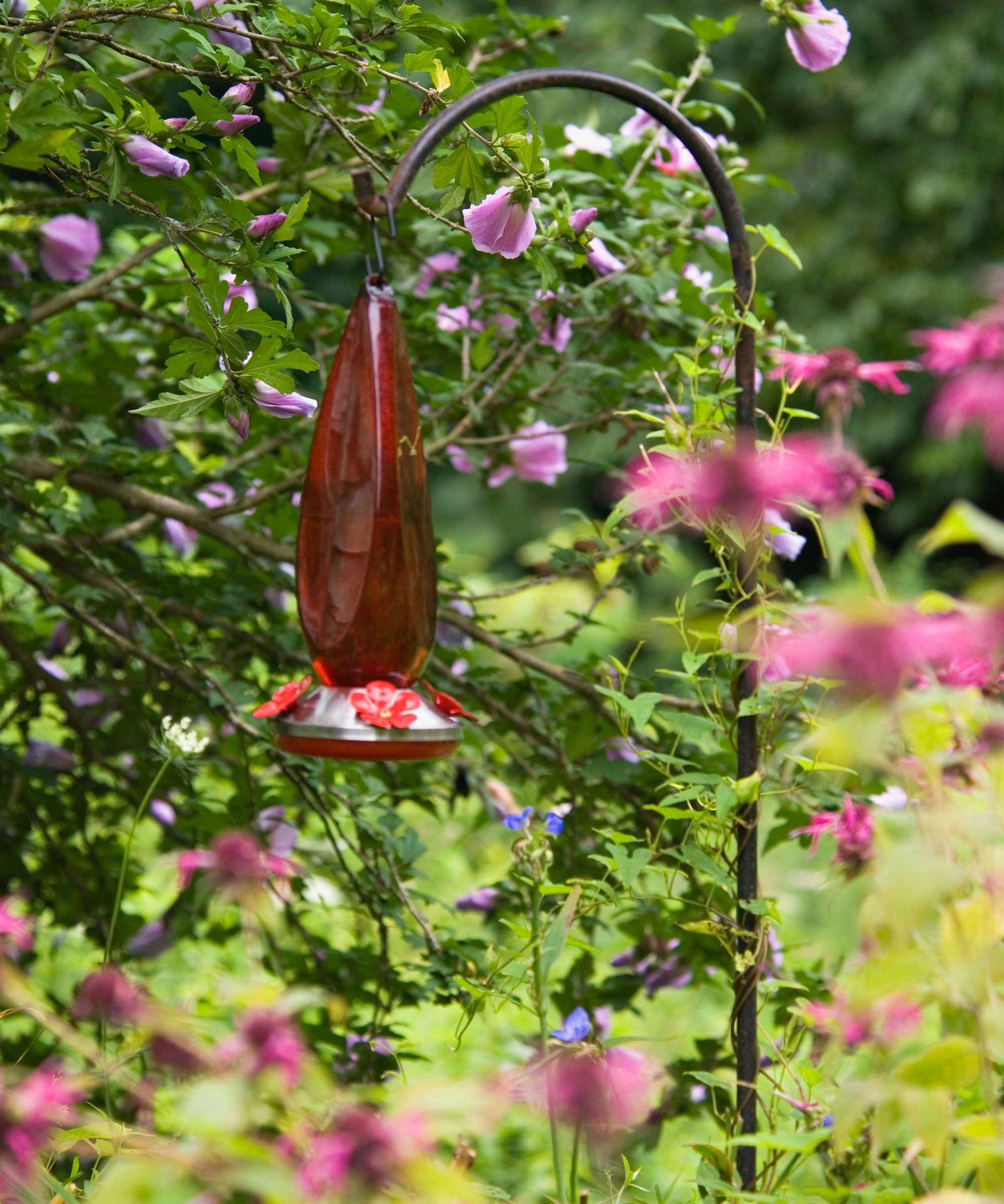 When to put out hummingbird feeders get the timing right Homes & Gardens